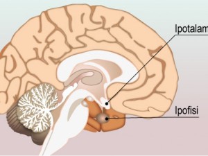 endocrinologia-cervello-ipopituitarismo-ranghos