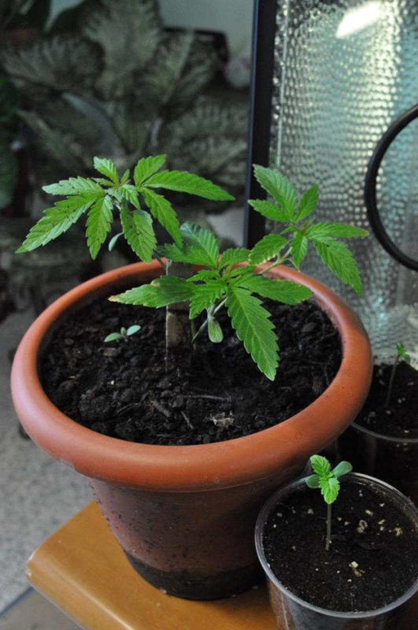 piante_di_marijuana