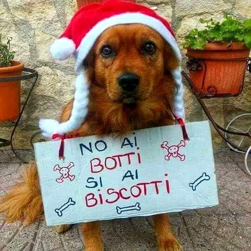 19 Dicembre Buon Natale Di Parma Agli A Mici Cani Nel Al Via Il Nucleo Difesa Animale Perche La Cultura Passa Anche Dal Benessere Animale Il Caffe Quotidiano