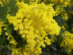 festa della donna